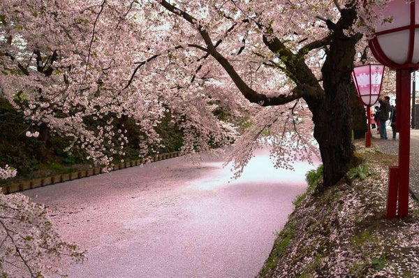 【秋田県内発】 青森 5桜名所巡る 「弘前公園」「芦野公園」「高山稲荷」「鶴の舞橋」「岩木山桜並木」 2日間2